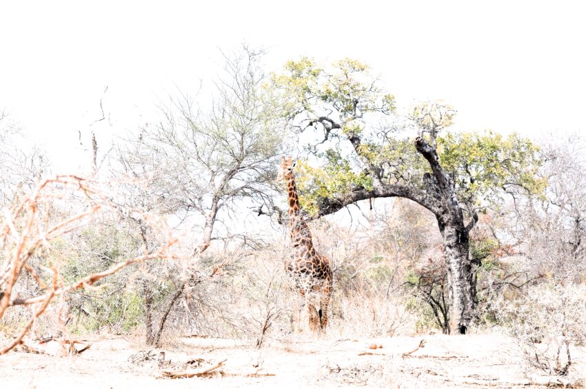 GiraffaKNP