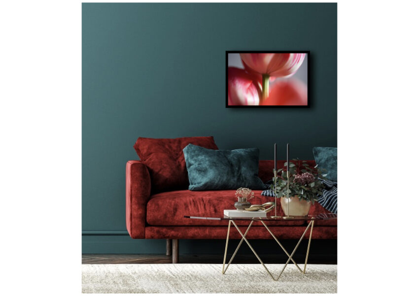Gambo di tulipano rosso