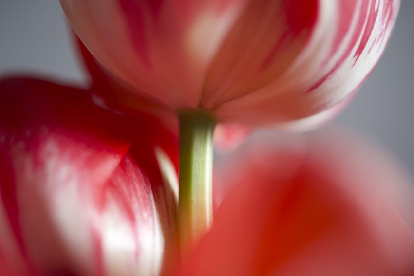 Gambo di tulipano rosso