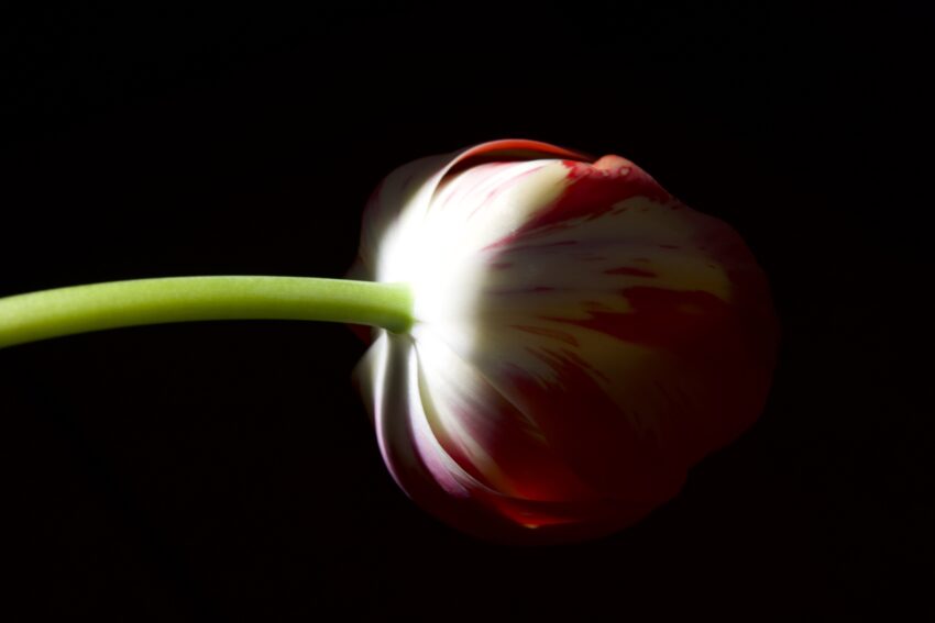 Tulipano e luce