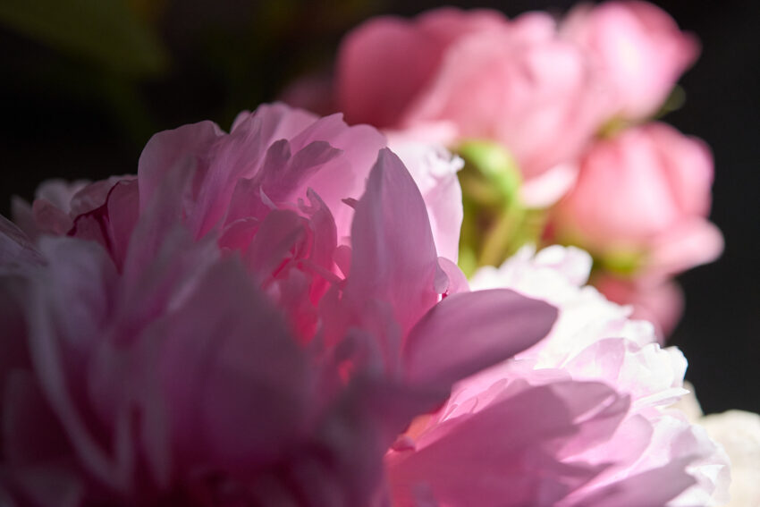 Peonia