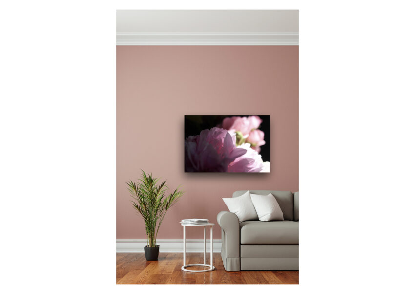 Peonia