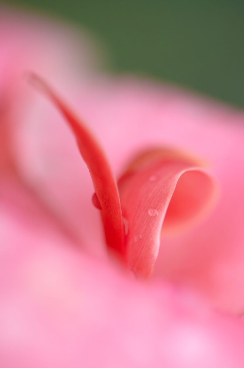 Rosa su rosa